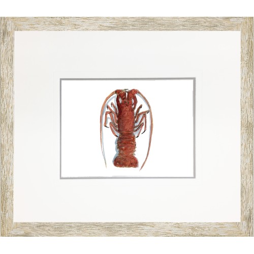 CL- FLA LOBSTER 1614